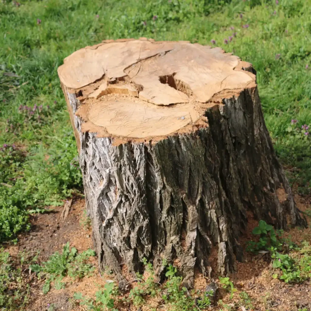 Large Stump