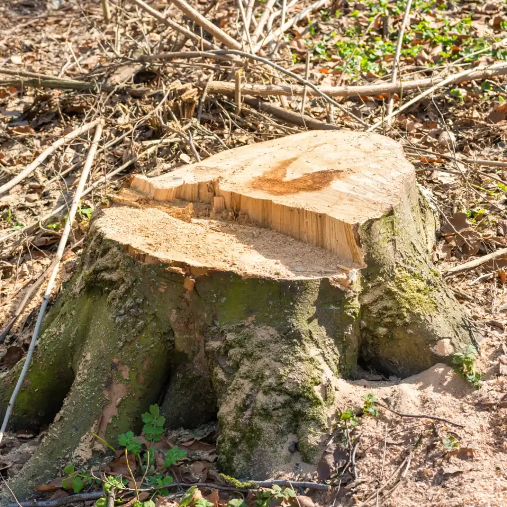 Stump